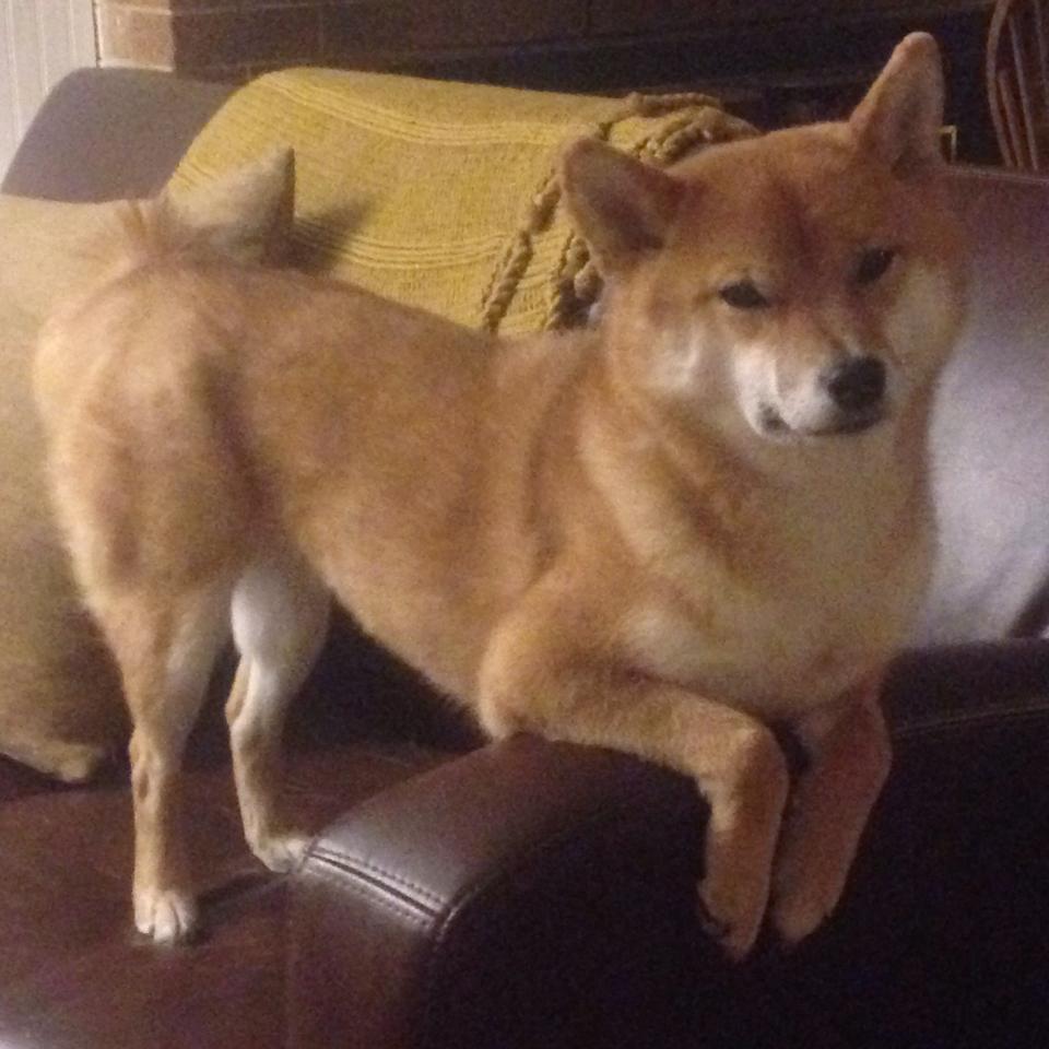 国王制霸快船，德罗赞成为关键先生，一场战术与意志的胜利