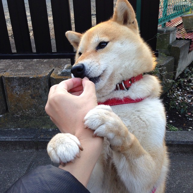 奥斯梅恩爆发，伊朗稳稳拿下乌克兰，绿茵场上的地缘政治寓言